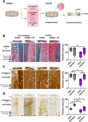 A dynamically loaded ex vivo model to study neocartilage and integration in human cartilage repair